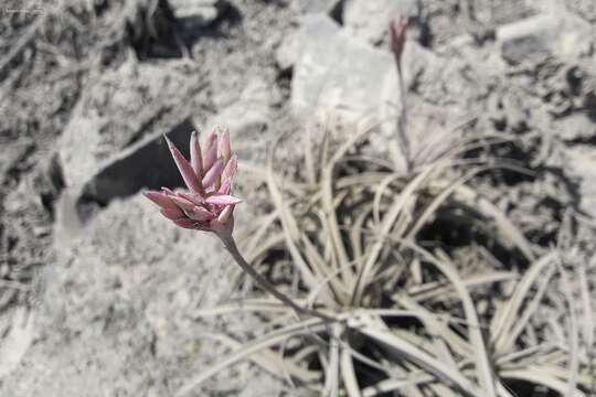 Imagem de Tillandsia purpurea Ruiz & Pav.