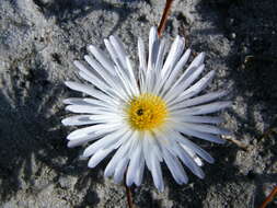 صورة Lampranthus