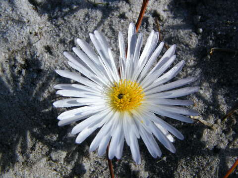 صورة Lampranthus