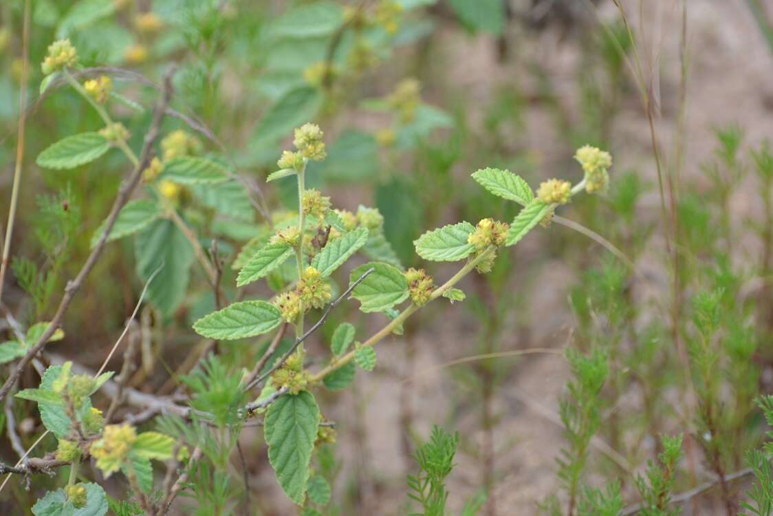 Image of waltheria