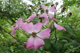 Image of climbing rose