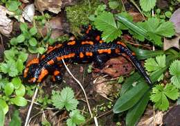 Image of Common Fire Salamander