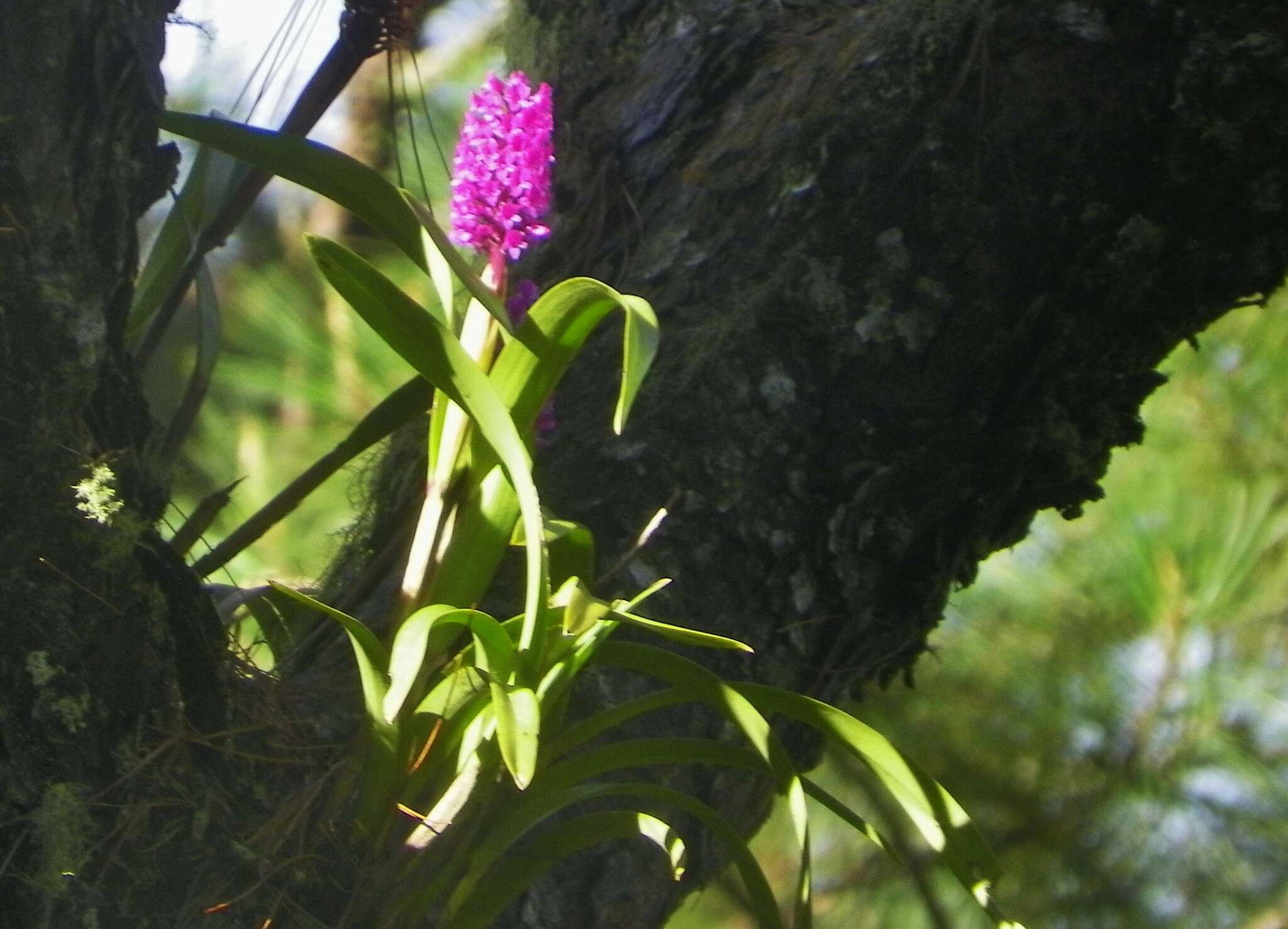 Imagem de Arpophyllum giganteum subsp. medium (Rchb. fil.) Dressler