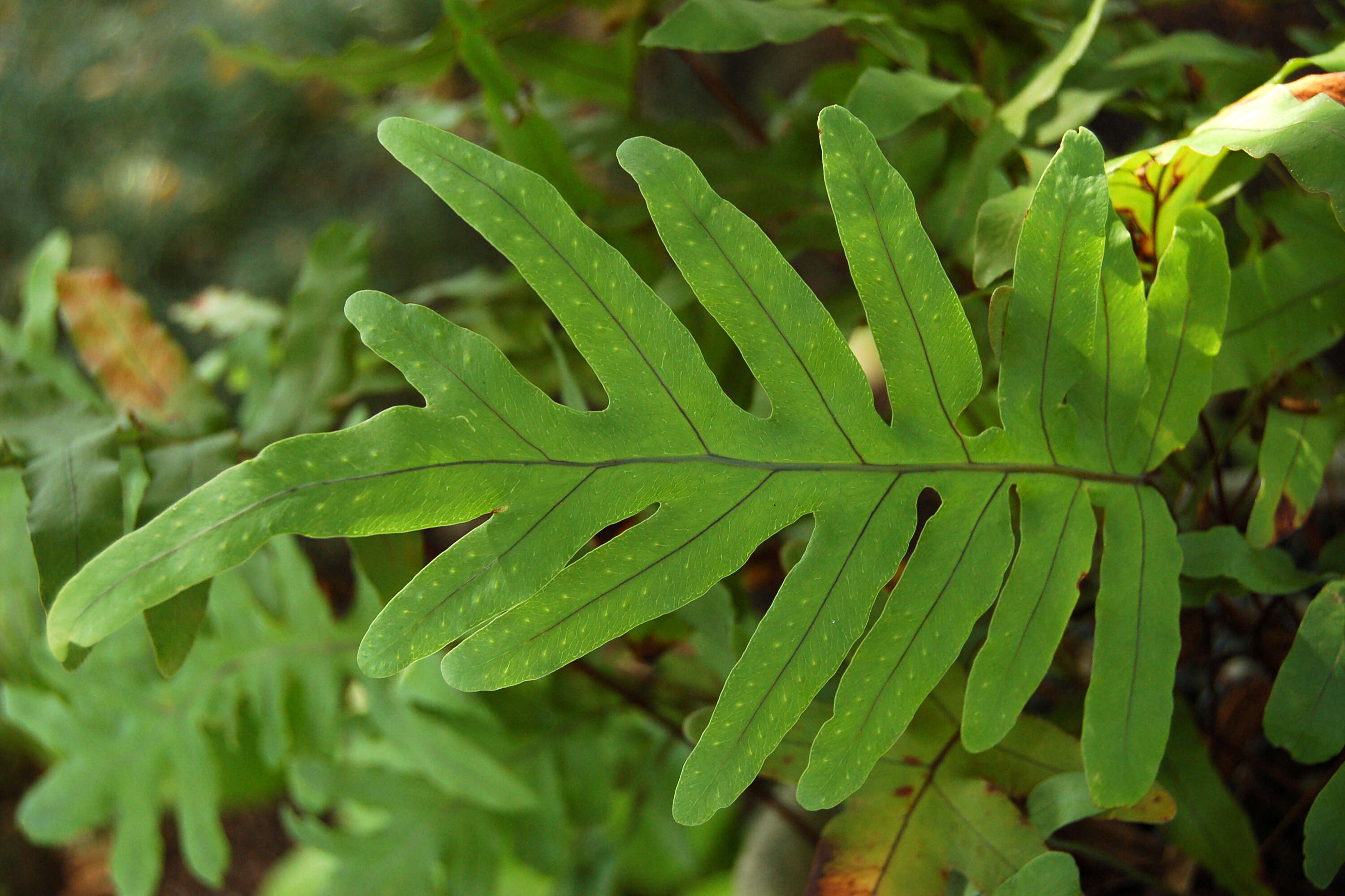 Image of golden polypody