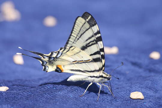 Image of Iphiclides