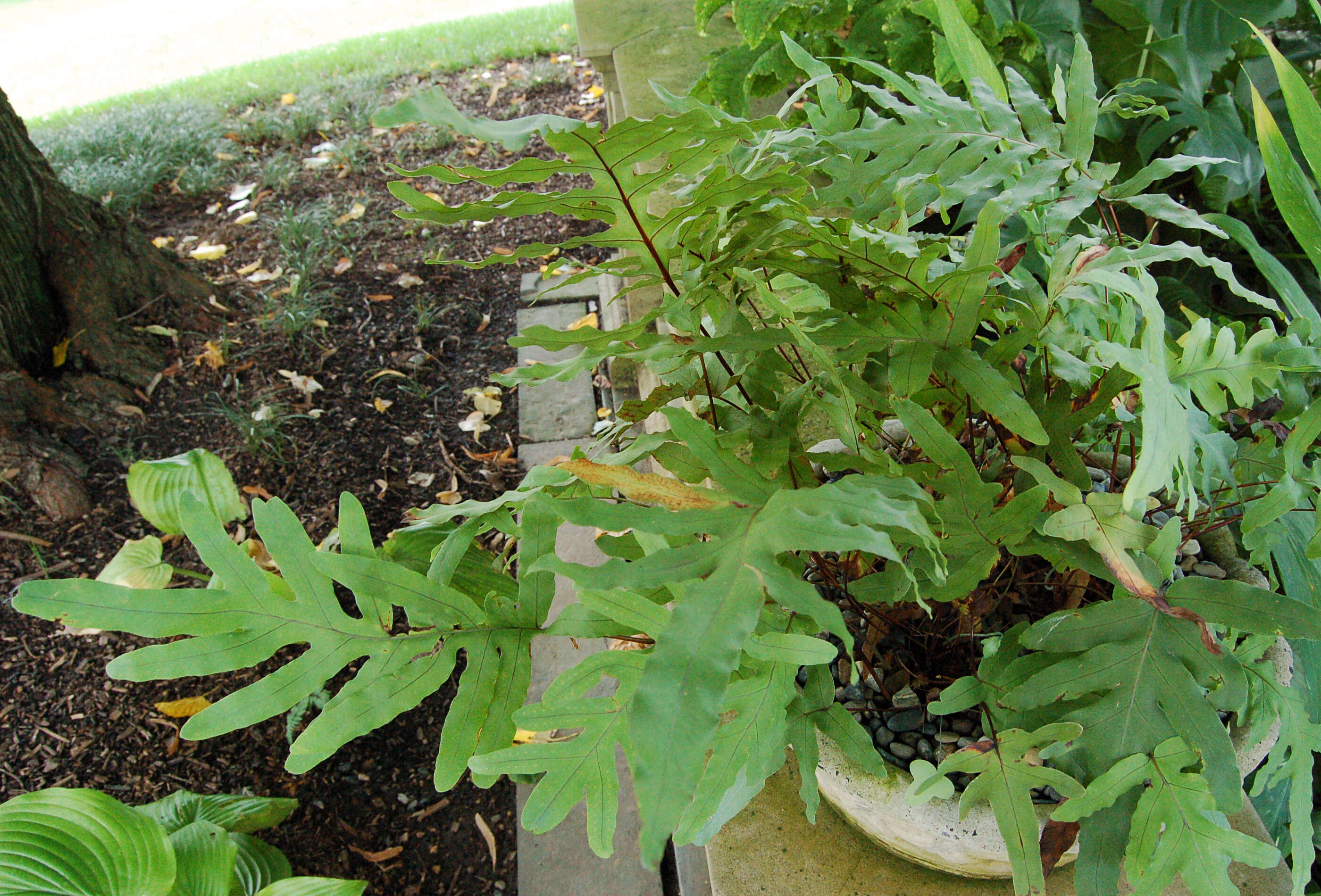 Image of golden polypody