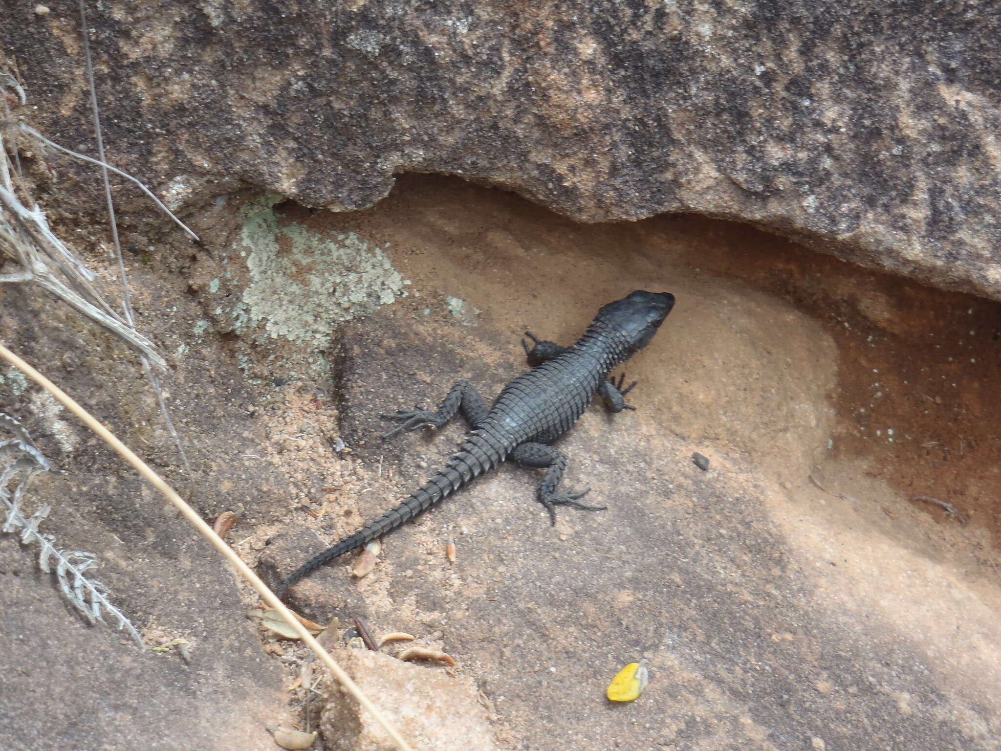 Image of Black girdled lizard