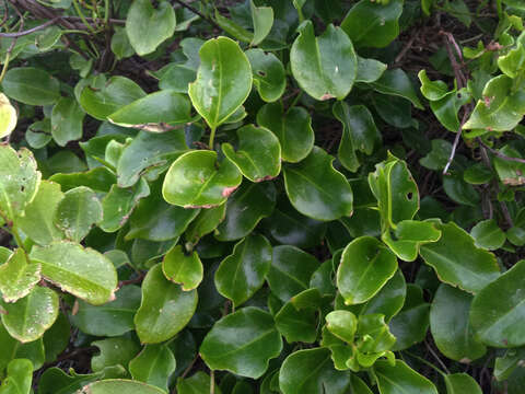 Image of Muehlenbeckia australis (Forst. fil.) Meisn.