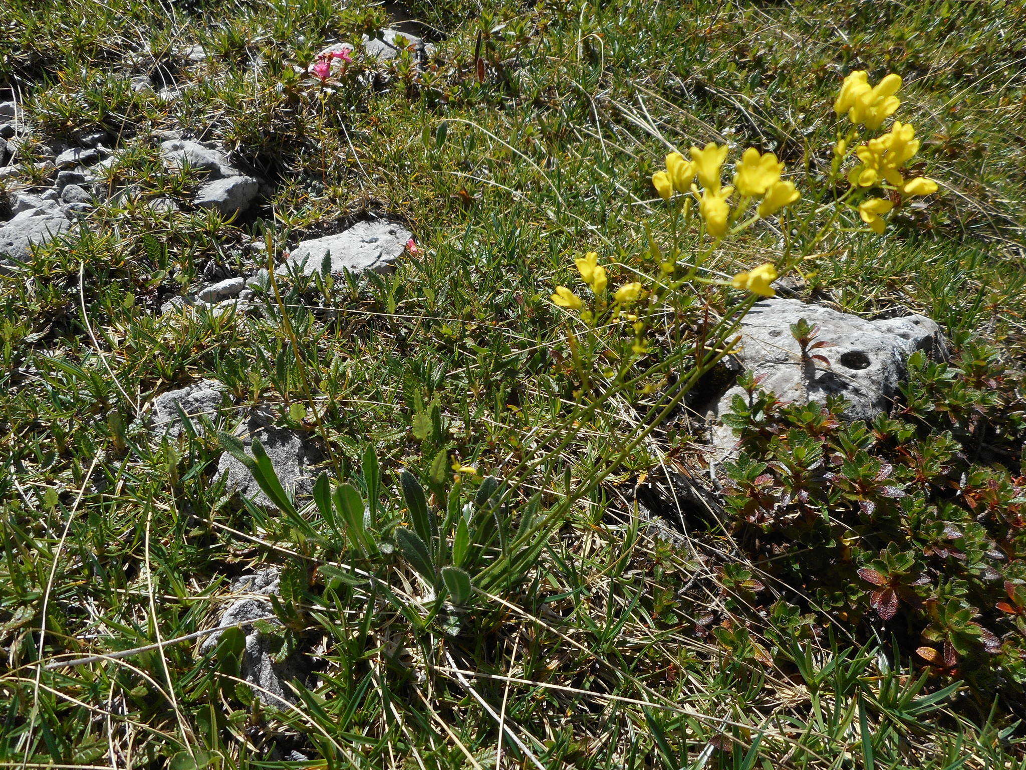 Слика од Biscutella laevigata subsp. laevigata