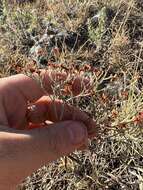 Image of spreading buckwheat