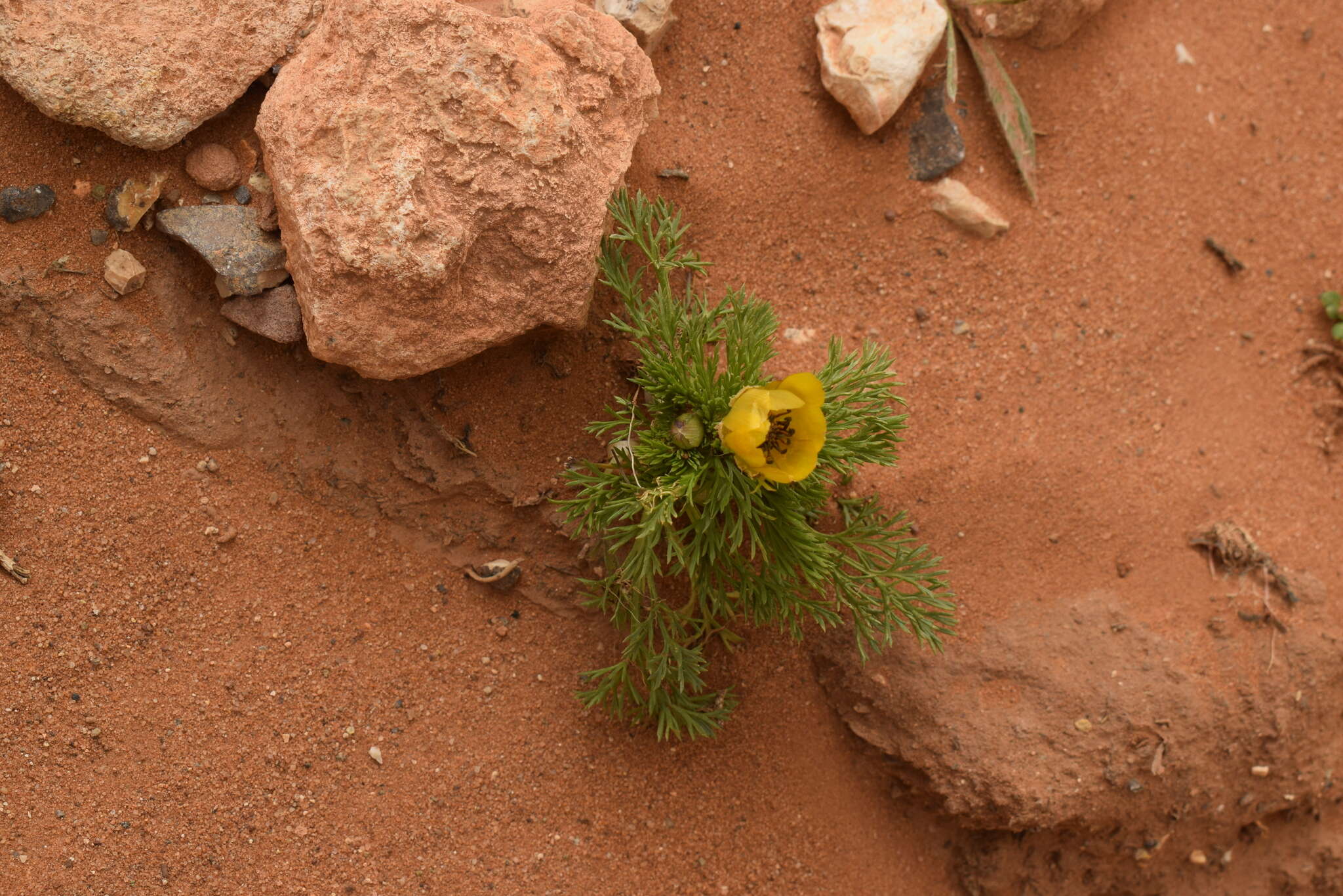 Image of Adonis dentata Delile