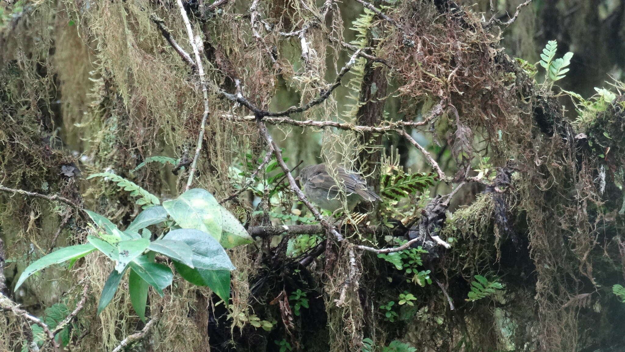 Image of warbler-finch