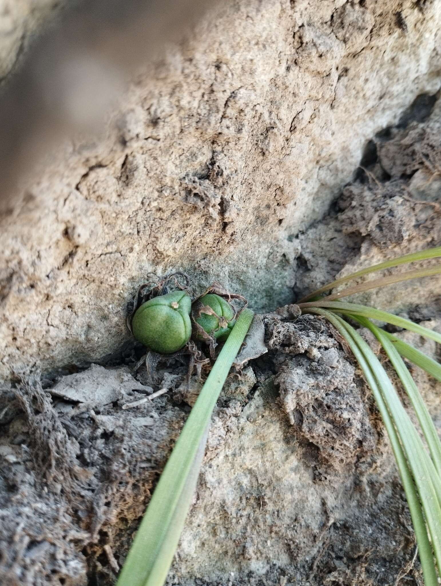 Image of Miersia humilis