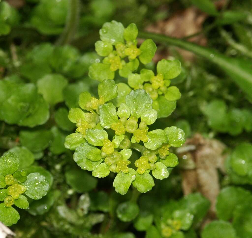 Plancia ëd Chrysosplenium oppositifolium L.