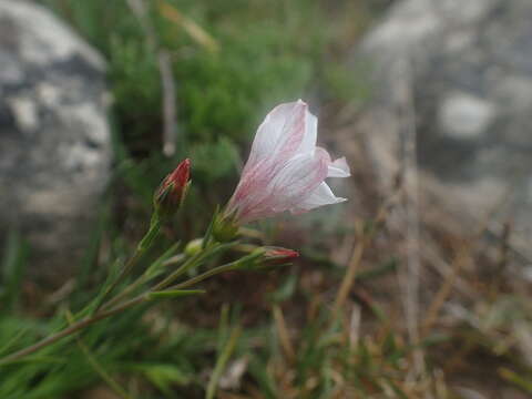 Image of Linum suffruticosum L.