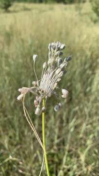 Image of Allium podolicum Blocki ex Racib. & Szafer