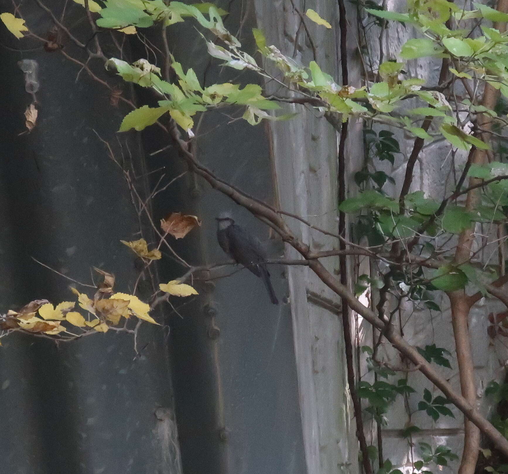 Image of Brown-eared Bulbul