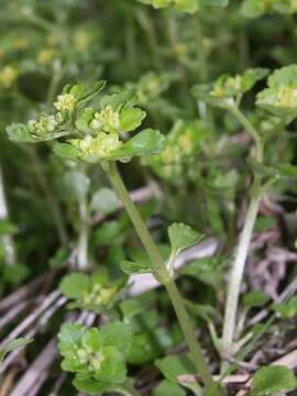 Plancia ëd Chrysosplenium