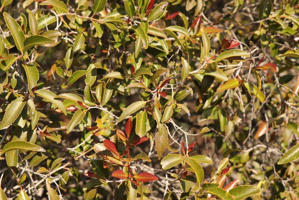 Image of Cassine peragua subsp. affinis (Sond.) R. H. Archer