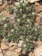 Image of Colorado feverfew