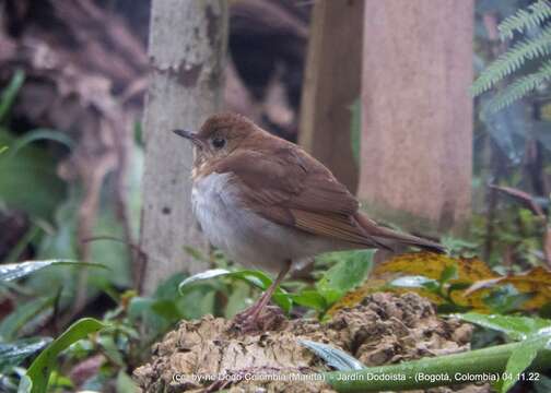 صورة Catharus fuscescens salicicola (Ridgway 1882)