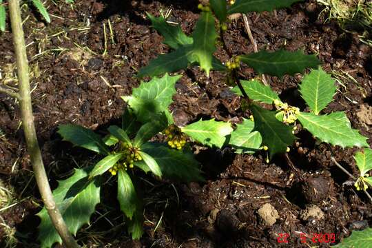 Image of Berberis hypokerina Airy-Shaw