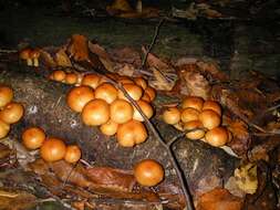 Слика од Pholiota nameko (T. Itô) S. Ito & S. Imai 1933