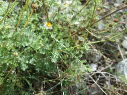 Слика од Tanacetum leptophyllum (M. Bieb.) Sch. Bip.