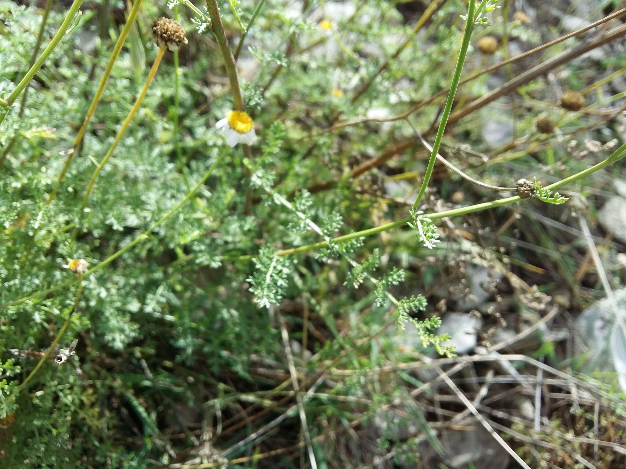 Слика од Tanacetum leptophyllum (M. Bieb.) Sch. Bip.