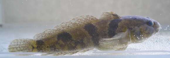 Image of Marine tubenose goby