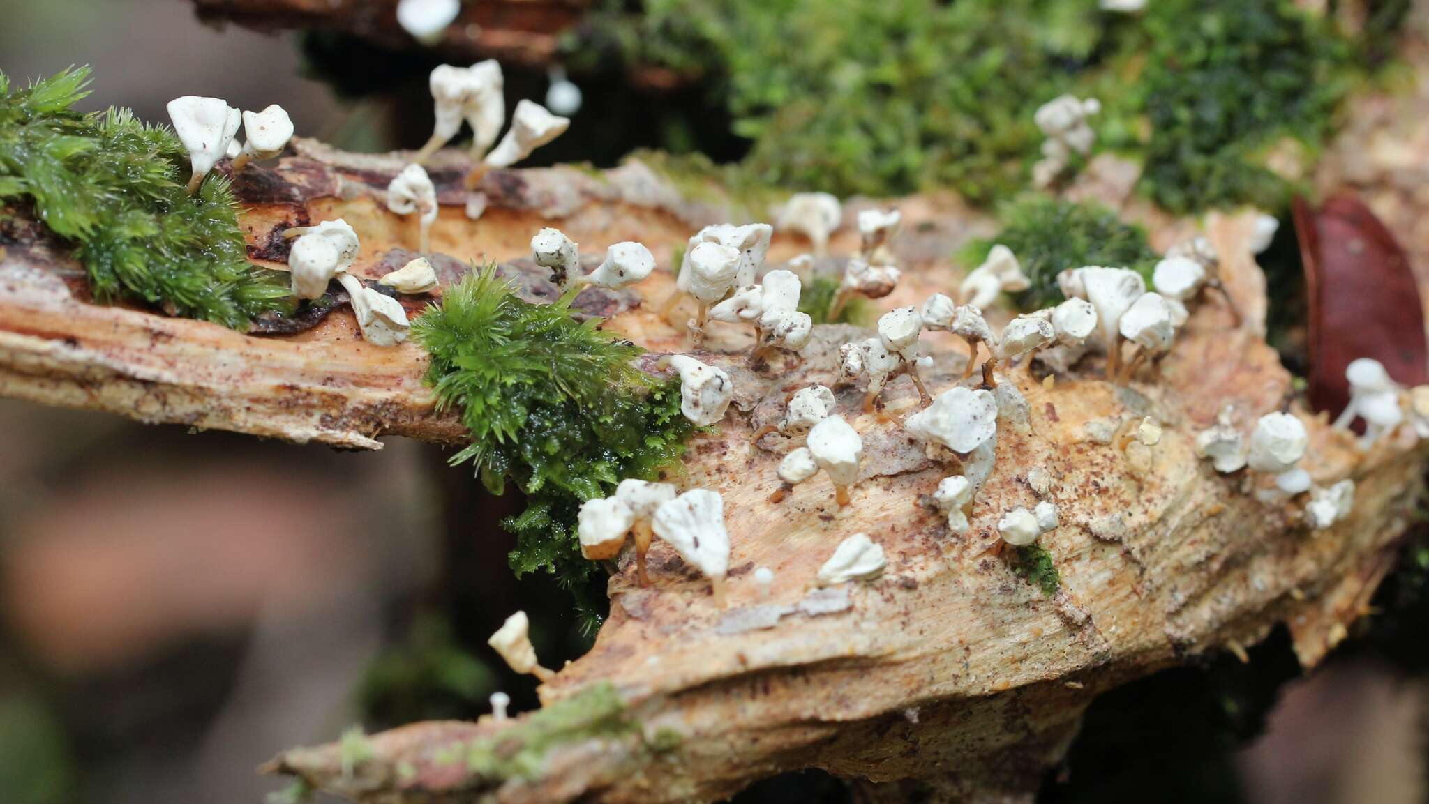 Imagem de Gymnopus montagnei (Berk.) Redhead 2014