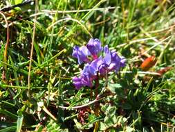 Image de Oxytropis jacquinii Bunge