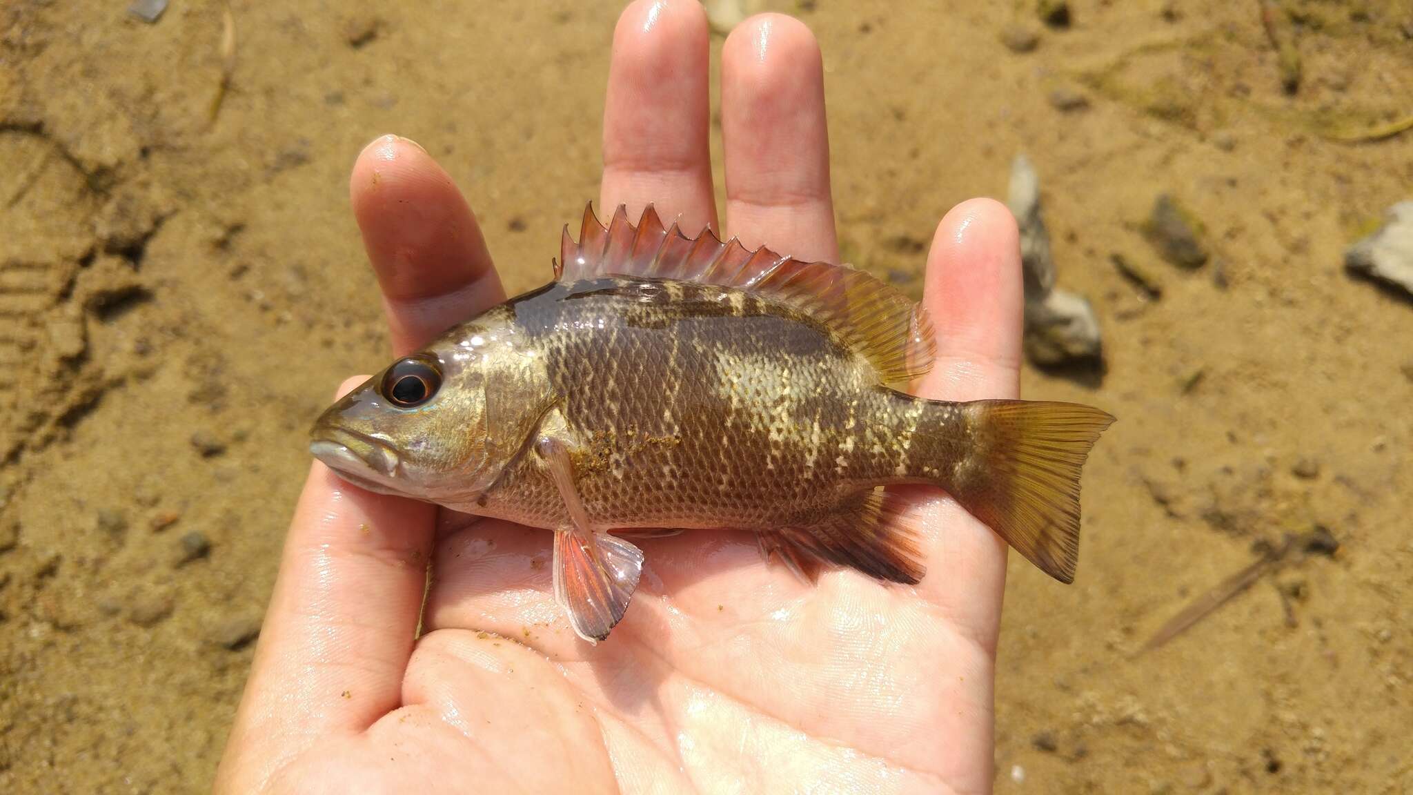 Image of Mangrove red snapper