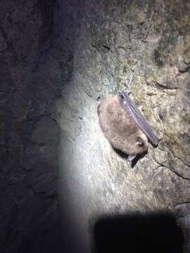 Image of Atacama Myotis