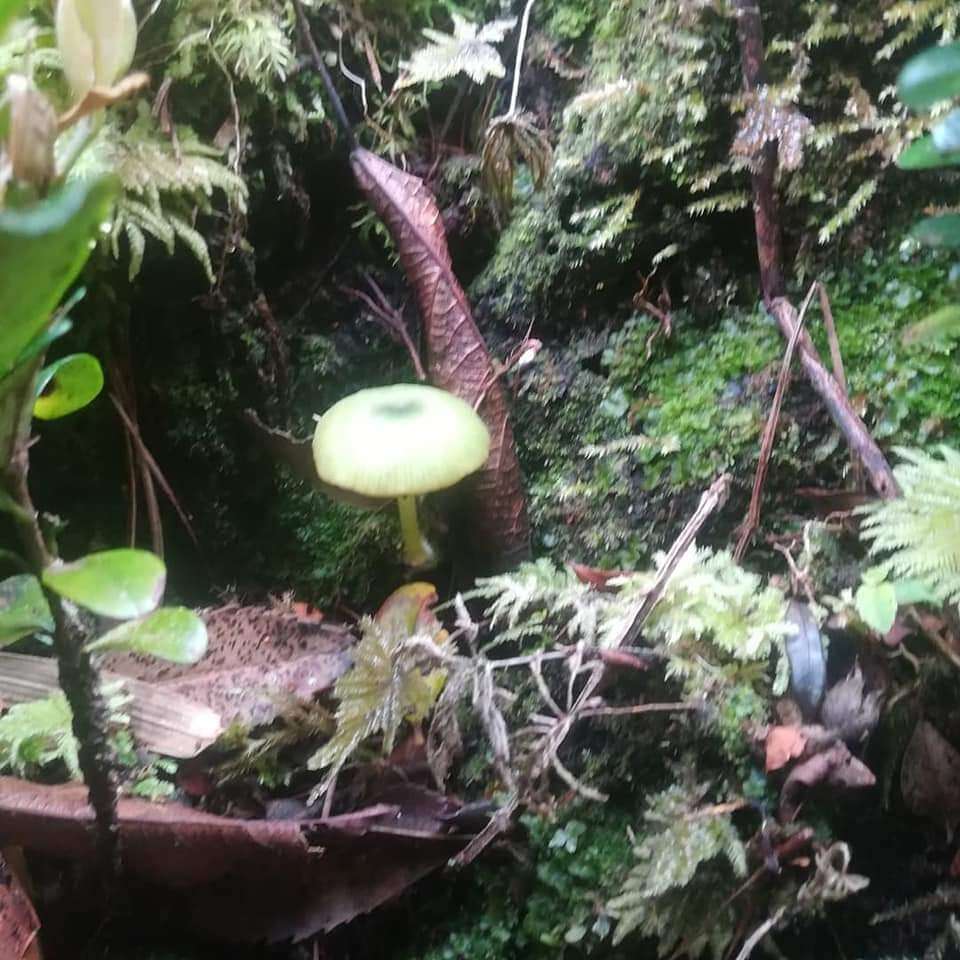 Imagem de Entoloma necopinatum E. Horak 1978