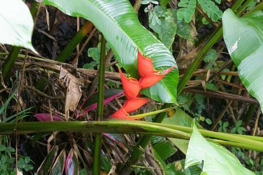 Image of Dwarf Jamaican Heliconia