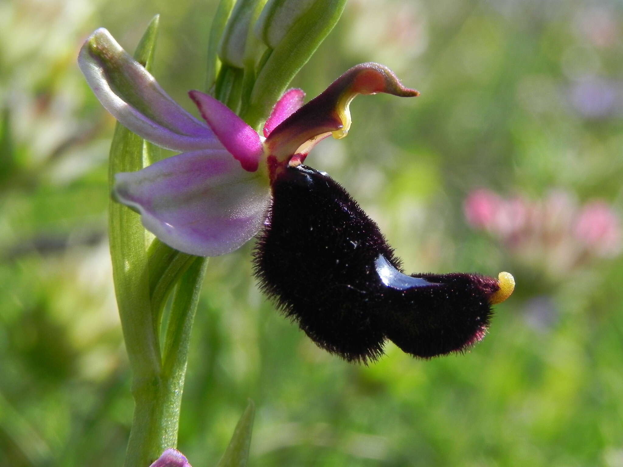 Слика од <i>Ophrys <i>bertolonii</i></i> subsp. bertolonii