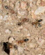 Image of Bi-colored Pyramid Ant