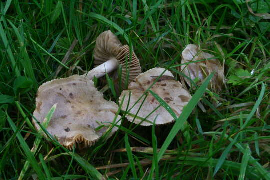 Image of Hebeloma gigaspermum Gröger & Zschiesch. 1981