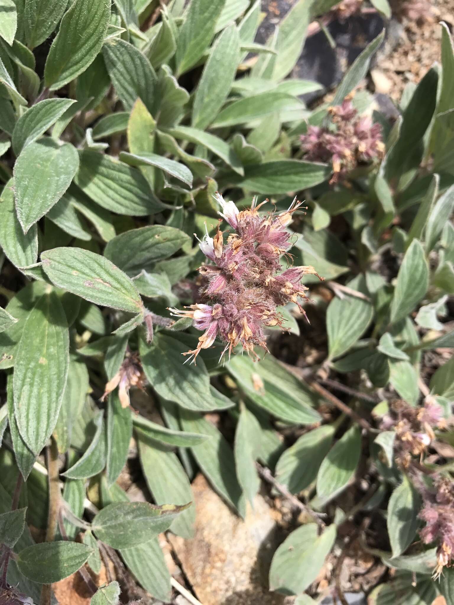 Image of silverleaf phacelia