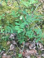 Plancia ëd Astragalus americanus (Hook.) M. E. Jones