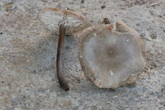 Imagem de Melanoleuca graminicola Kühner & Maire 1934