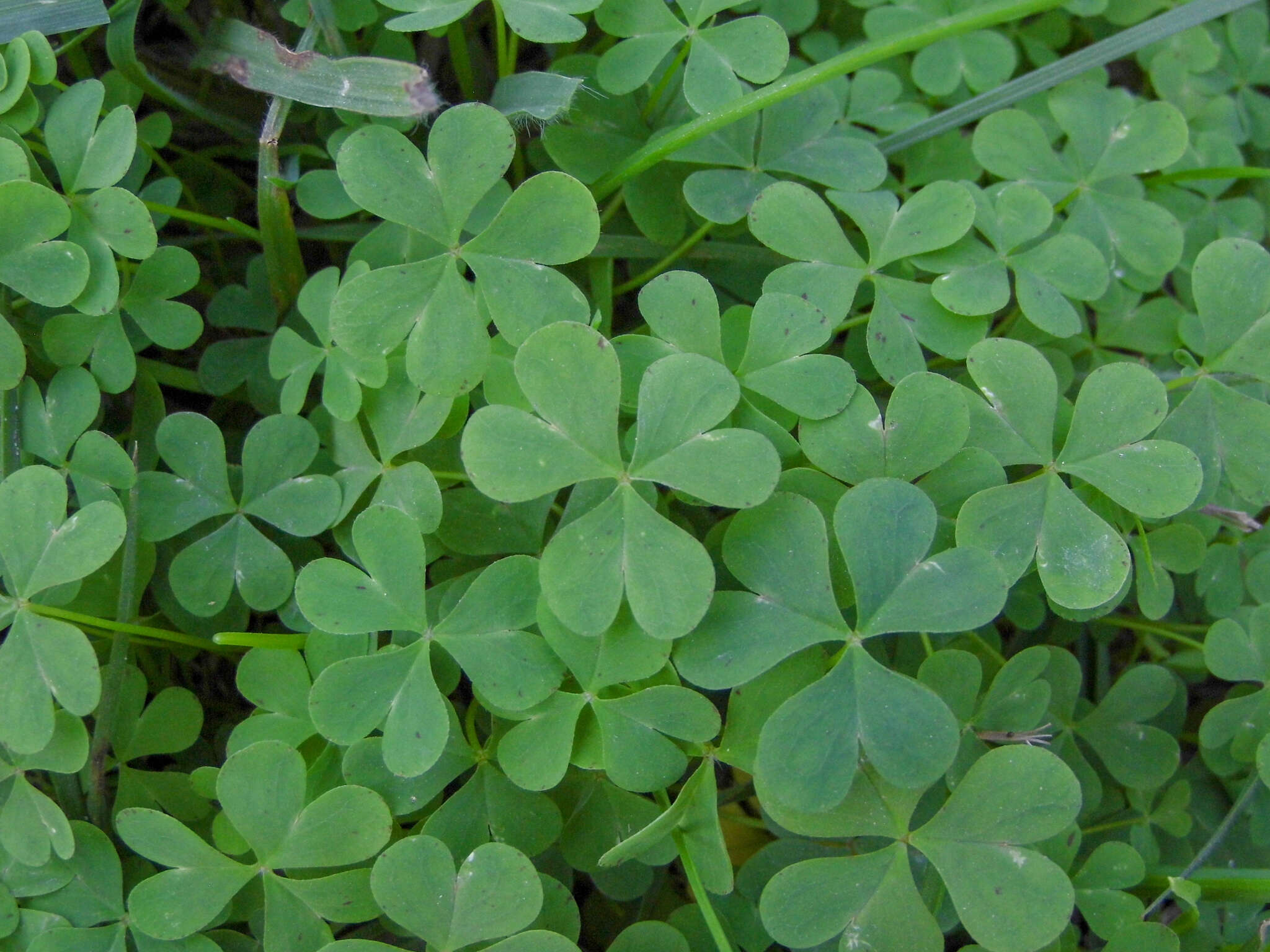 Sivun Oxalis bipartita A. St.-Hil. kuva