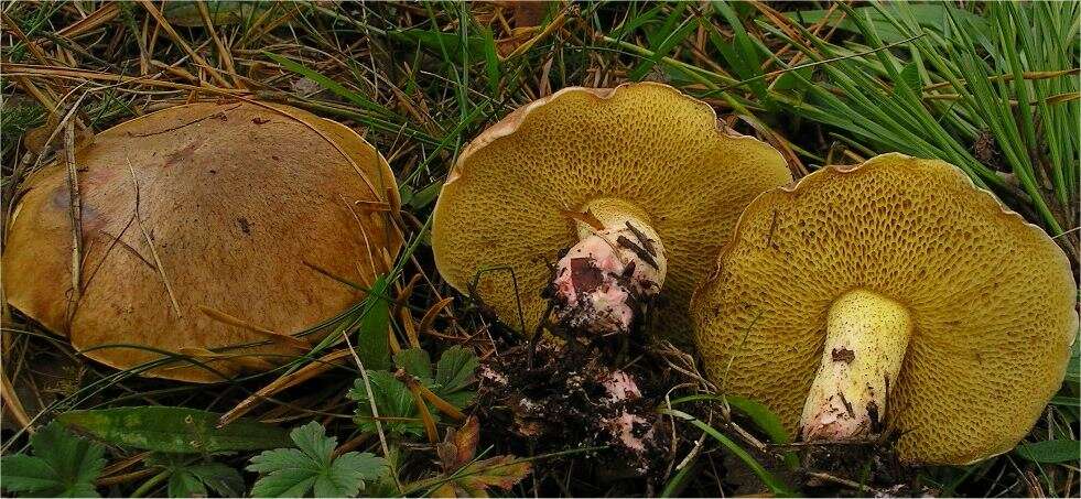 Image of Suillus collinitus (Fr.) Kuntze 1898