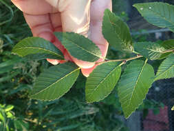 Image of Siberian Elm