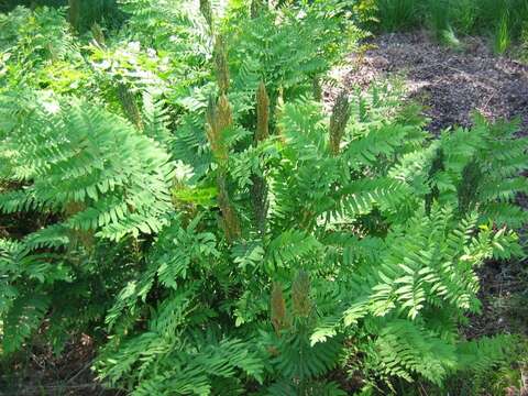 Image of Royal Fern