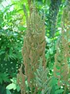 Image of Royal Fern