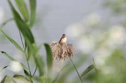 Plancia ëd Prinia inornata flavirostris (Swinhoe 1863)