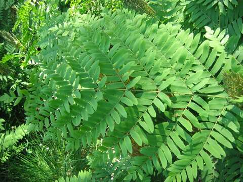 Image of Royal Fern