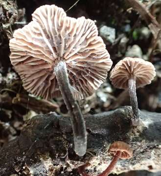 Image of Gymnopus ceraceicola J. A. Cooper & P. Leonard 2013